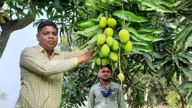 ডুমুরিয়ার ঘেরের আইলে গাছ ভর্তি ডাঁসা আম