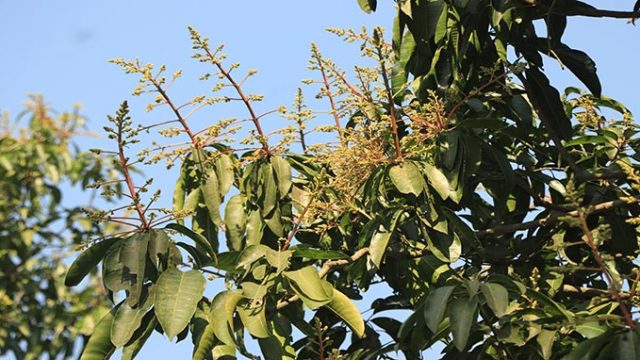 ভরা মুকুলে স্বপ্ন দেখছে আম চাষিরা