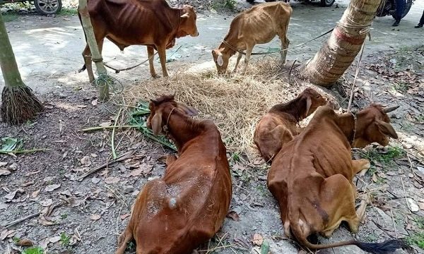ডুমুরিয়া ৫টি চোরাই গরু উদ্ধার করেছে পুলিশ