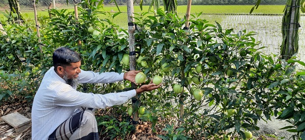 ডুমুরিয়ায় পেপিনো মেলন চাষে সফল চাষী রফিকুল ইসলাম