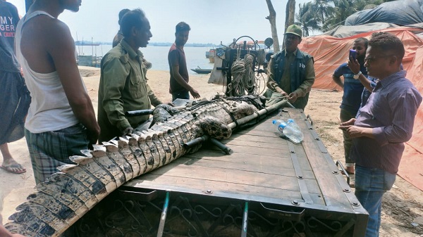 বাগেরহাটর গ্রাম থেকে লোনা পানির কুমির উদ্ধার