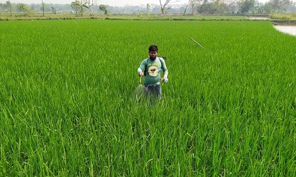 ডুমুরিয়ায় কৃষিপণ্যের দাম বাড়ায় চাষিরা বিপাকে