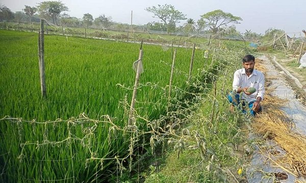 মোরেলগঞ্জে তরমুজ ও শশা গাছ উপড়ে ফেলেছে দুর্বৃত্তরা