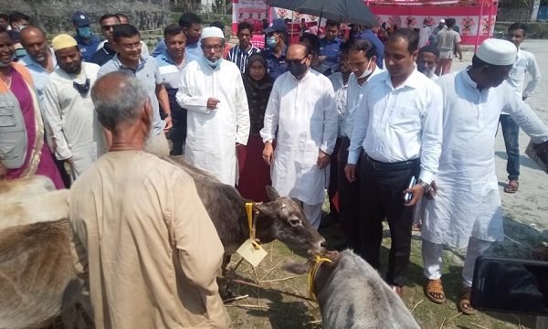 মোরেলগঞ্জে ৩৩৭ হতদরিদ্র পরিবারের মাঝে বকনা বাছুর বিতরণ