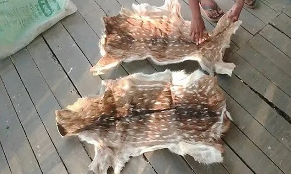 শরণখোলায় ২ টি হরিনের চামড়া উদ্ধার