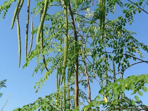 ডুমুরিয়ায় সজিনার বাম্পার ফলন হয়েছে