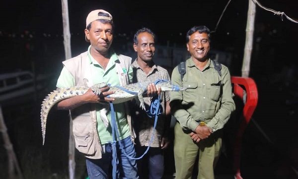 রামপালে লোকালয় থেকে সুন্দরবনের কুমির উদ্ধার