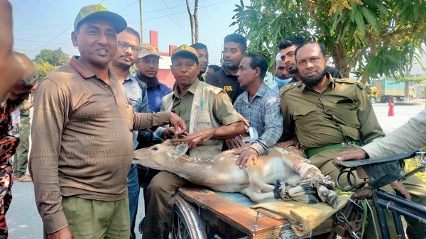 মোংলার শিল্পাঞ্চল থেকে চিত্রা হরিণ উদ্ধার, সুন্দরবনে অবমুক্ত