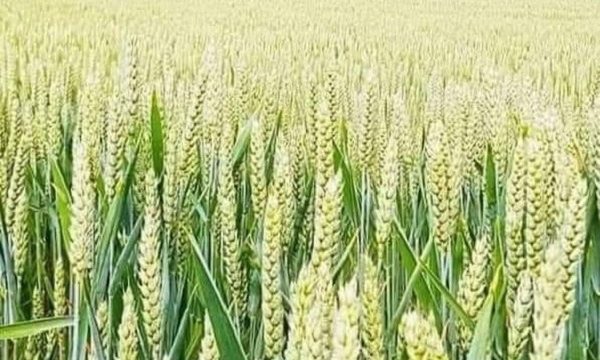 ডুমুরিয়ায় গমের বাম্পার ফলনে কৃষকের মুখে হাসি