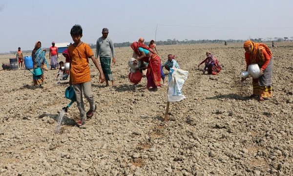 কয়রায় ৮ হাজার বিঘা জমিতে তরমুজের আবাদ; ফলনে ব্যাপক সম্ভাবনা