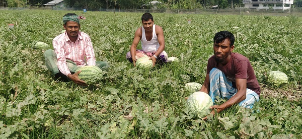 মাছ শিকার নয়, তরমুজ চাষ করেই তিন বন্ধুর স্বপ্ন পুরন