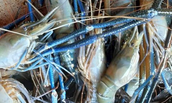 ডুমুরিয়ায়‌‌ চিংড়ি মাছ চাষ ও খাওয়ার উপকারীতা