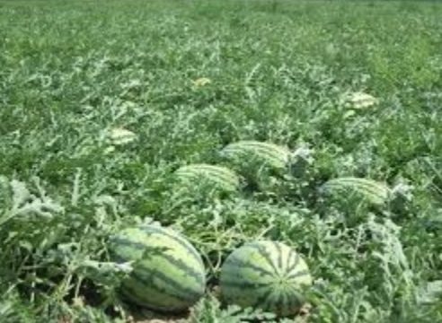 ডুমুরিয়ায়‌ তরমুজের বাম্পার ফলনে আশার আলো দেখছে কৃষকরা