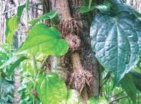 ডুমুরিয়ায় বানিজ্যিক ভাবে চুইঝালের আবাদ‌ হচ্ছে ও বিদেশে রপ্তানি হচ্ছে