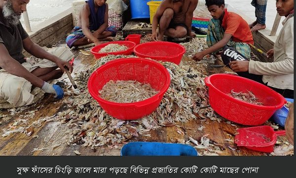 সুন্দরবনে চিংড়ি জালে সর্বনাশ!