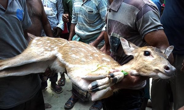 শরণখোলার লোকালয় থেকে হরিণ উদ্ধার: বনে অবমুক্ত