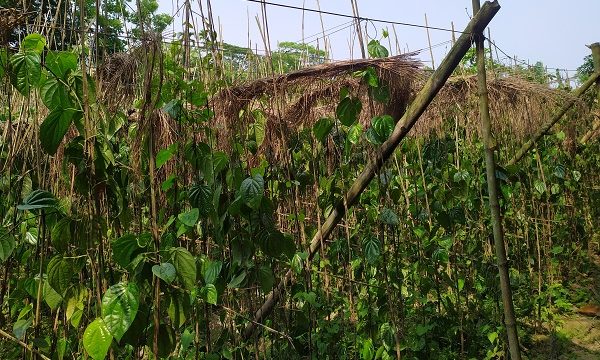 চিতলমারীতে পানের বরজ ভেঙে দিয়ে জায়গা দখলের অভিযোগ