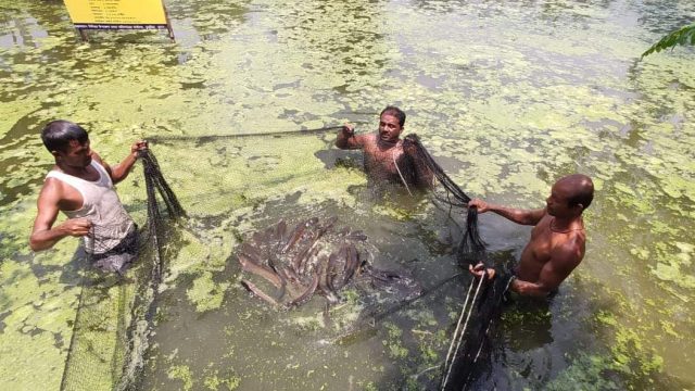 শোল মাছ চাষে ব্যাপক সাফল্য ডুমুরিয়ার নারী মাছ চাষি লক্ষ্ণী মন্ডলের