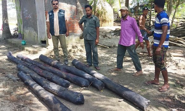 সুন্দরবনের কর্তন নিষিদ্ধ সুন্দরী কাঠ মোরেলগঞ্জে উদ্ধার