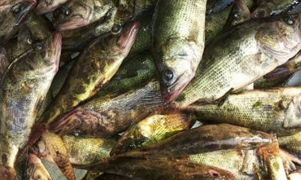 বিলুপ্ত দেশীয় প্রজাতির মাছ ফিরে আসছে ডুমুরিয়ার খাল বিলে