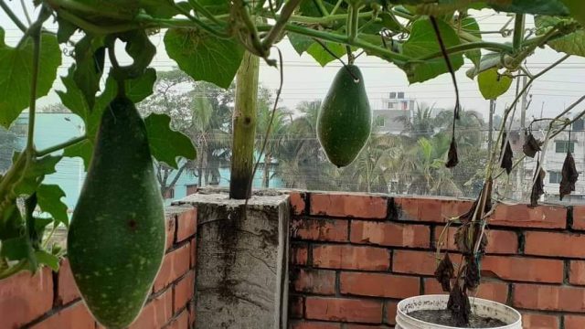 সুশীলনের যুবদের জৈবসারে ছাদ বাগান প্রকল্প