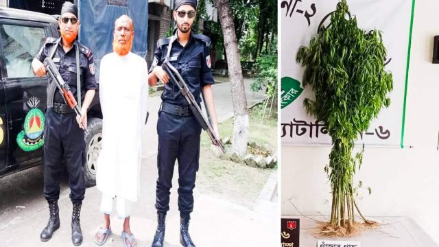 জীবননগরে র‌্যাবের অভিযানে ১১ টি গাঁজা গাছসহ ভন্ড বাবা হোসেন গাজী গ্রেফতার