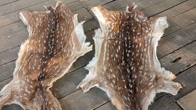 শরণখোলায় প্রবাসীর বাড়ি থেকে হরিণের চামড়া ও সিং উদ্ধার