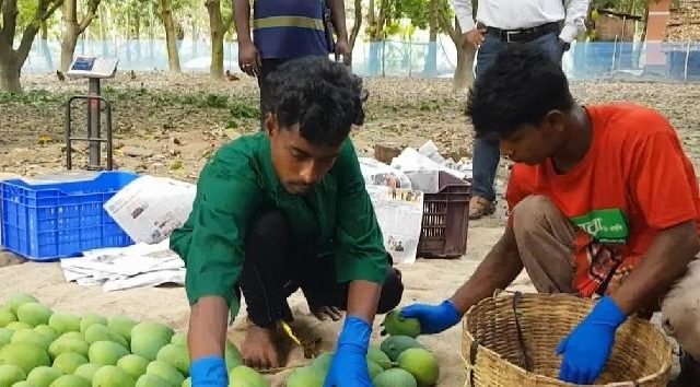 সাতক্ষীরার আম প্রথমবারের মতো যাচ্ছে হংকংয়ে