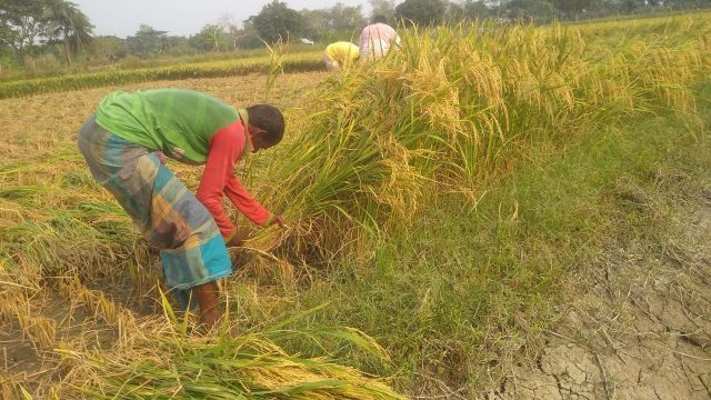 চালের বাজার মাতাবে বঙ্গবন্ধু ব্রি ধান ১০০ প্রথম বছরে চাষে পেলো ব্যাপক জনপ্রিয়তা