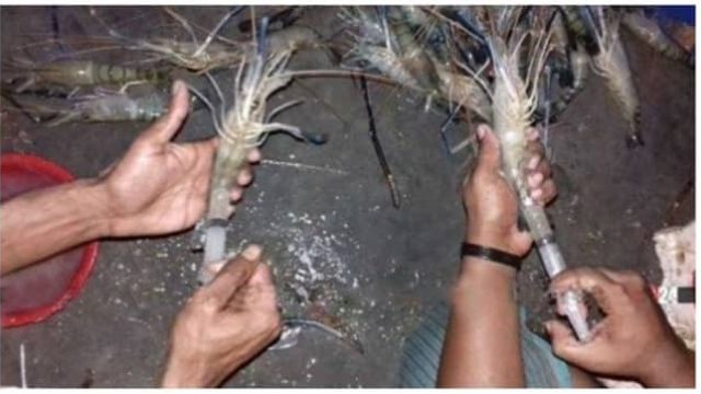 ডুমুরিয়ায় চিংড়িতে বিষাক্ত অপদ্রব্য পুশ, আঙ্গুল ফুলে কলাগাছ ডিপো মালিক