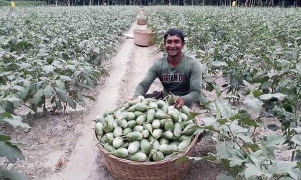 ডুমুরিয়ার কৃষক সুরেশ্বর মল্লিক বিষ মুক্ত বেগুন চাষে সাফল্য অর্জন