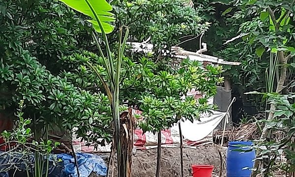 মোরেলগঞ্জে মুক্তিযোদ্ধার বসত বাড়ি দখলের অভিযোগ