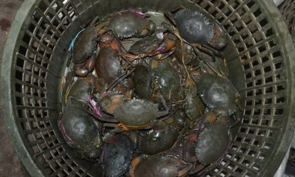 সুন্দরবনের কাঁকড়ার কদর বেড়েছে বিদেশে