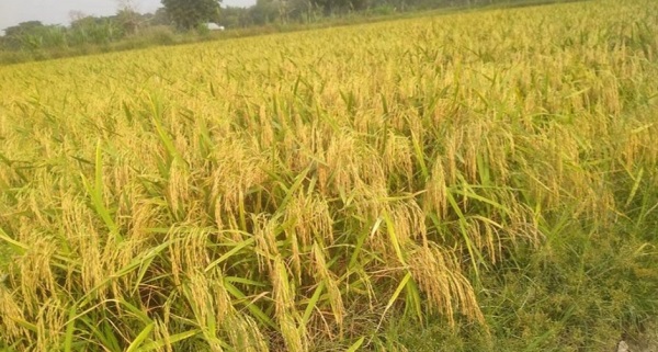ডুমুরিয়ায় চালের বাজার মাতাবে বঙ্গবন্ধু ব্রি ধান ১০০