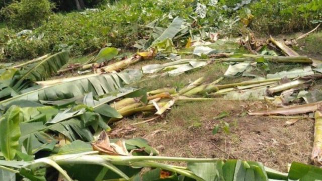 ডুমুরিয়ায় শত্রুতার জেরে ৫ শ কলা গাছ কর্তন