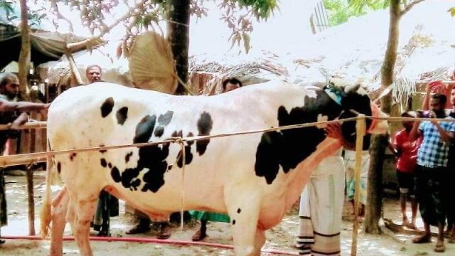 বটিয়াঘাটায় ৪০ মণ ওজনের গরু ২০ লাখ টাকা