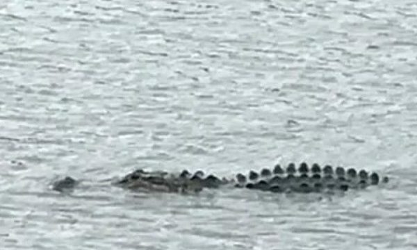 ডুমুরিয়ার নদীতে কুমির আতঙ্কে জেলেরা মাছ ধরছেন না