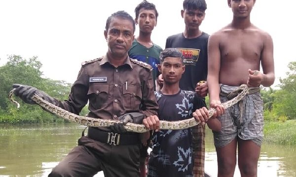 বসত ঘর থেকে অজগর সাপ ও নদীর পাড় থেকে ফেলে যাওয়া সুন্ধি কচ্ছপ উদ্ধার