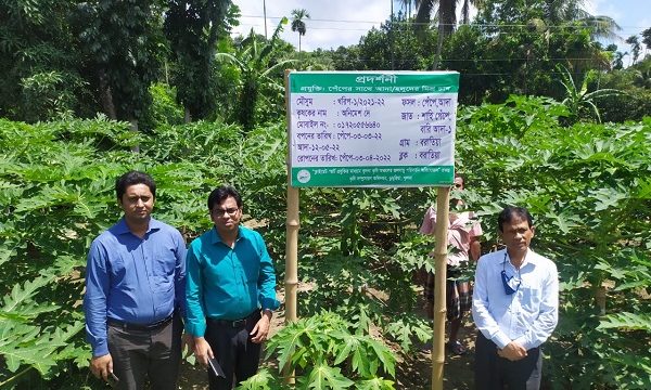 ডুমুরিয়ায় বানিজ্যক ভাবে পেঁপে চাষে ভাগ্যের চাকা পরিবর্তন চাষীদের