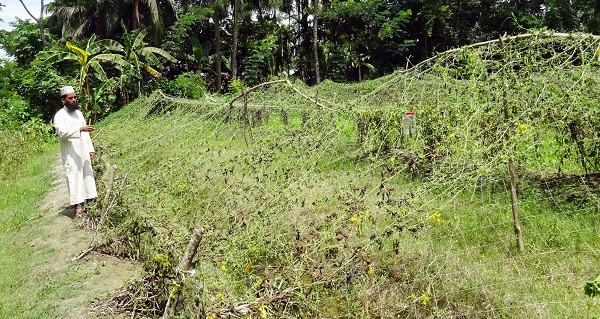 মোরেলগঞ্জে শত্রুতাবসত ৩শ’ ফলন্ত করলা গাছ কেটে ফেলেছে দুর্বৃত্তরা