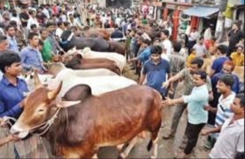 কোরবানি সামনে রেখে ডুমুরিয়ার বিভিন্ন অঞ্চলে শুরু হয়েছে পশু বিক্রির হাট