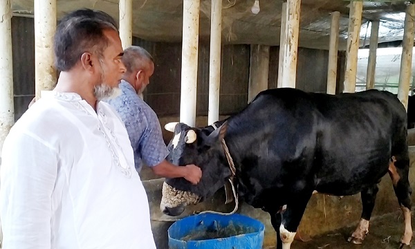 চিতলমারীতে প্রধানমন্ত্রীর নামে নিজ গোয়ালের ২০ মণ ওজনের ‘মানিক রাজ’কে কোরবানি