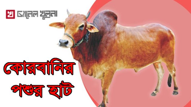 কেসিসি’র কোরবানির পশুর হাট উদ্বোধন ৩ জুলাই