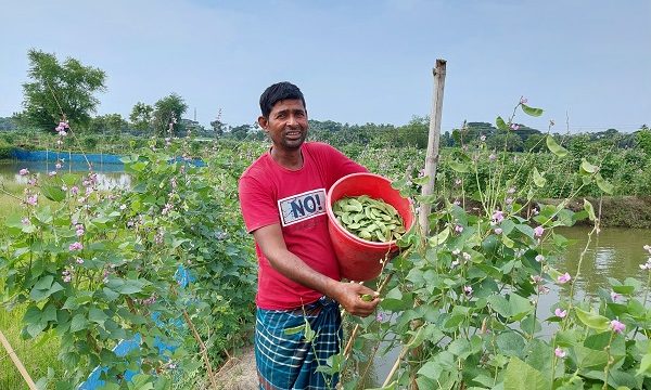 ডুমুরিয়ার কৃষক আবু হানিফ মোড়লের বিষ মুক্ত শিম চাষ করে স্বাবলম্বী