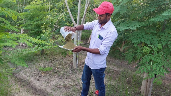 নবদ্বীপের শজনেপাতার পাউডার যাচ্ছে দুবাইয়ে