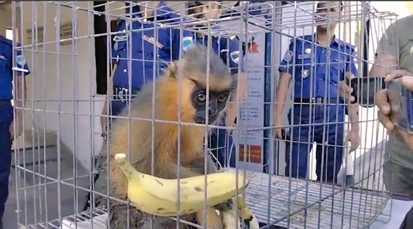 মাগুরায় গোল্ডেন লাইনের বাস থেকে বিরল প্রজাতির বন্য হনুমান উদ্ধার