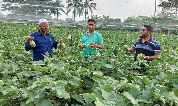 ডুমুরিয়ার শিক্ষক মিজান বেগুন চাষ করে সফল