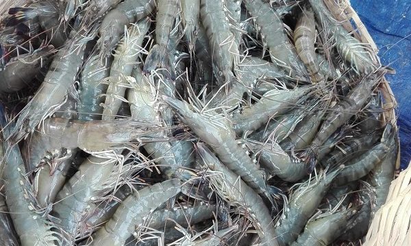 ডুমুরিয়াসহ দক্ষিণ অঞ্চলের চিংড়ি রপ্তানিতে ইউক্রেন যুদ্ধের প্রভাব