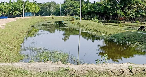 মোরেলগঞ্জে সরকারি খাল দখল করে মৎস্য চাষ ; দুই গ্রামের মানুষের ভোগান্তি