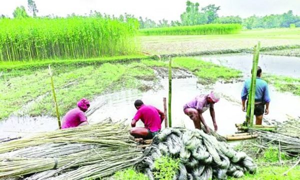 ডুমুরিয়ায় চলতি মৌসুমে পাটের বাম্পার ফলন হলেও তীব্র দাবদাহ ও পানির অভাবে দিশেহারা কৃষক